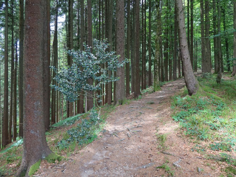 Waldweg