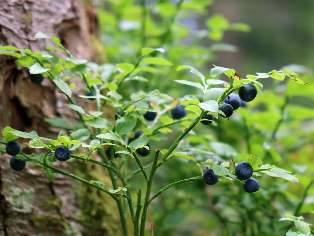 Heidelbeeren