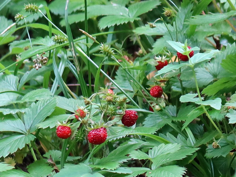 Erdbeeren