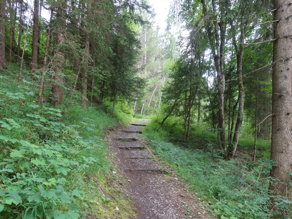 Waldweg