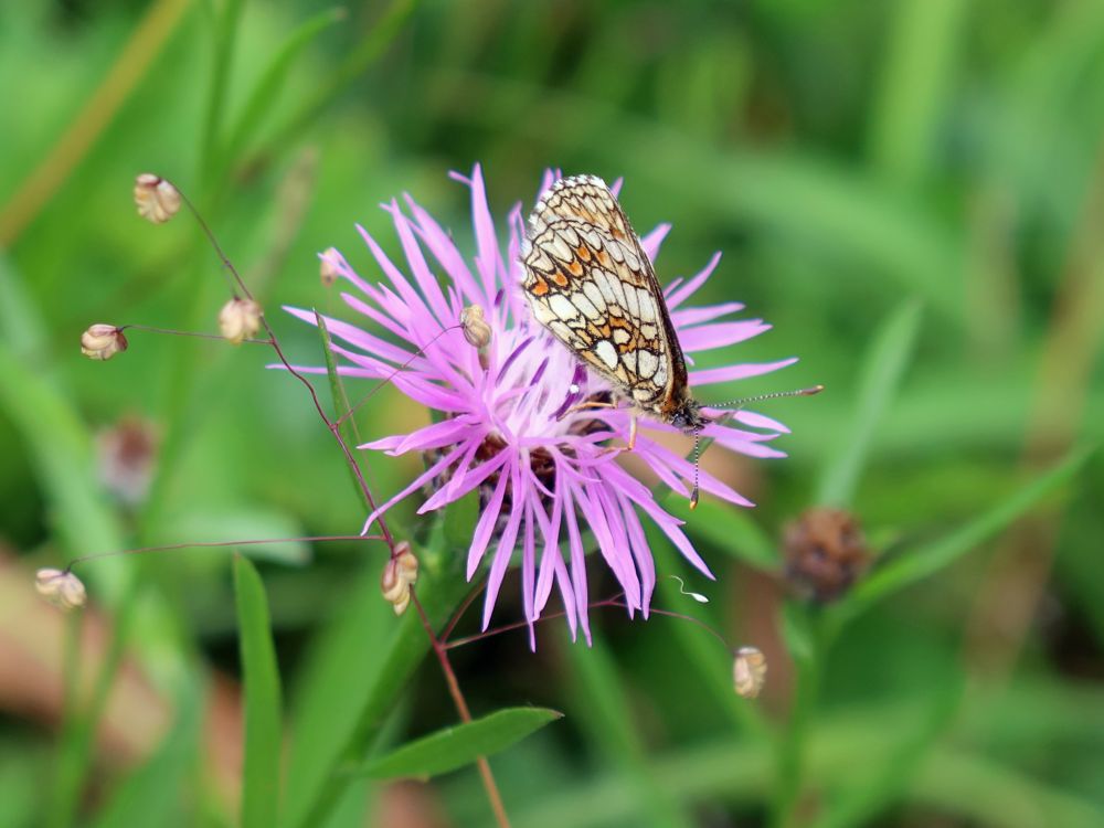 Schmetterling Scheckenfalter