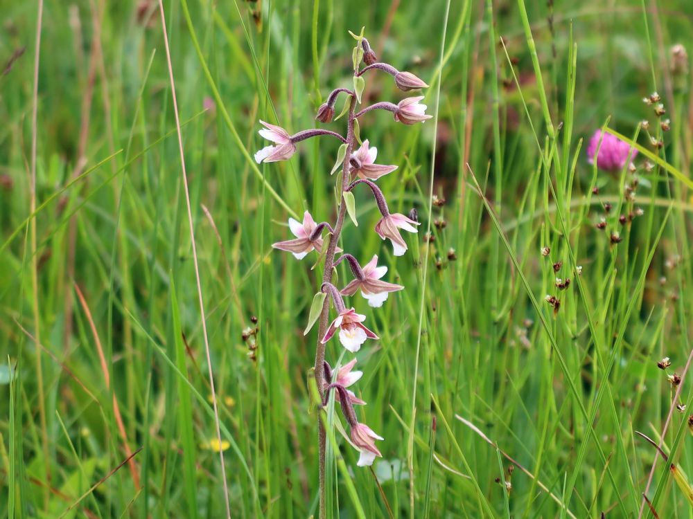 Orchidee Stendelwurz