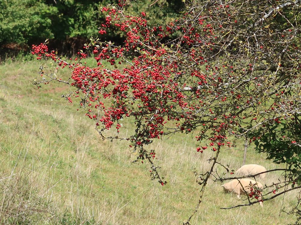 rote Beeren