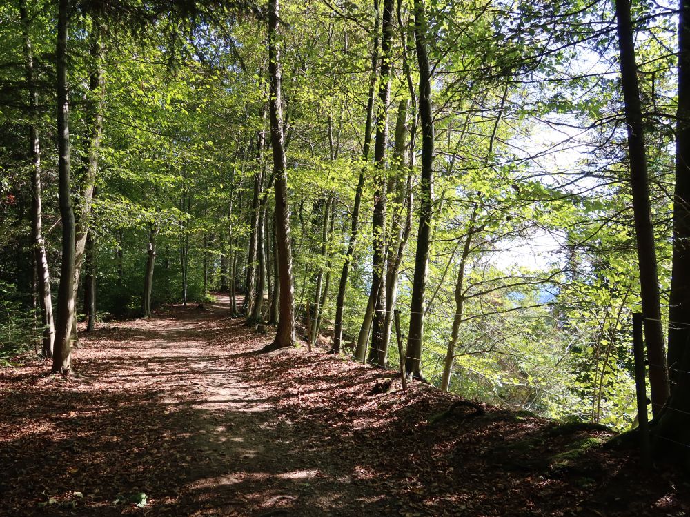 Waldweg