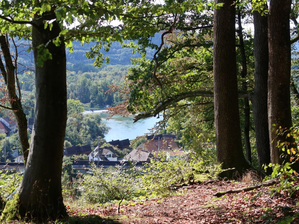 Blick durch Baumlücke auf die Aare