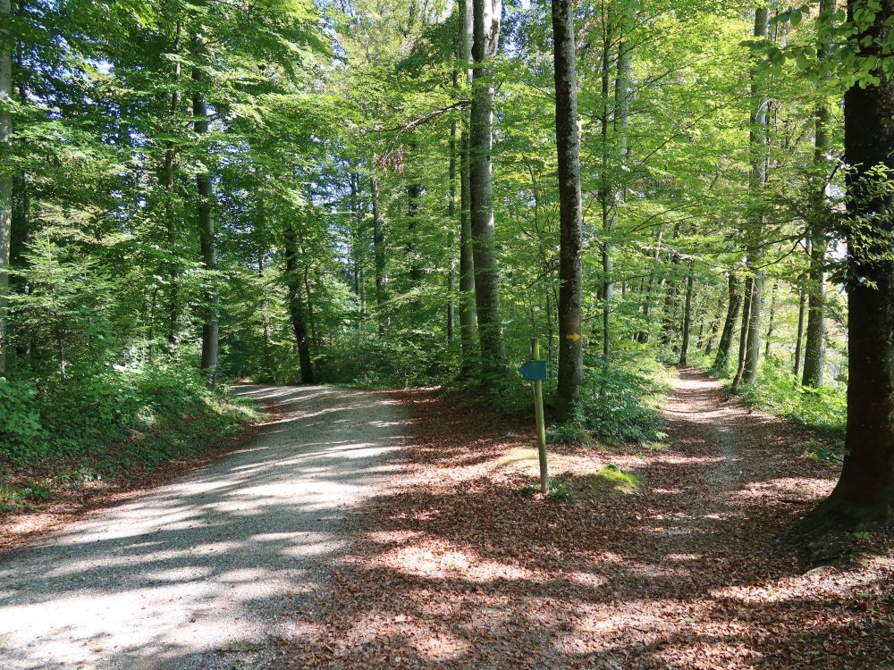 Waldweg und abzweigender Pfad