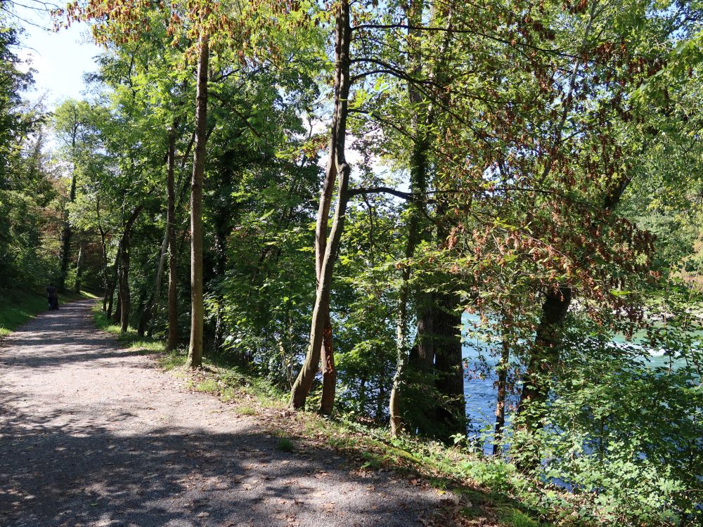 Aare-Uferweg