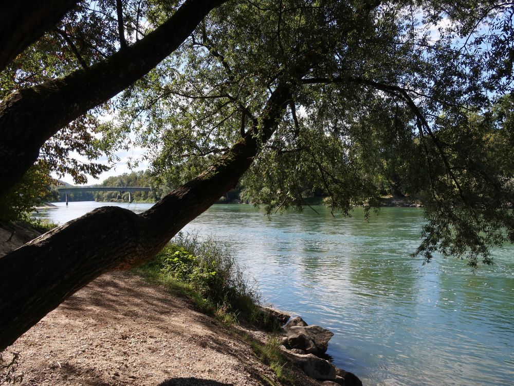 Aareufer bei Altenburg