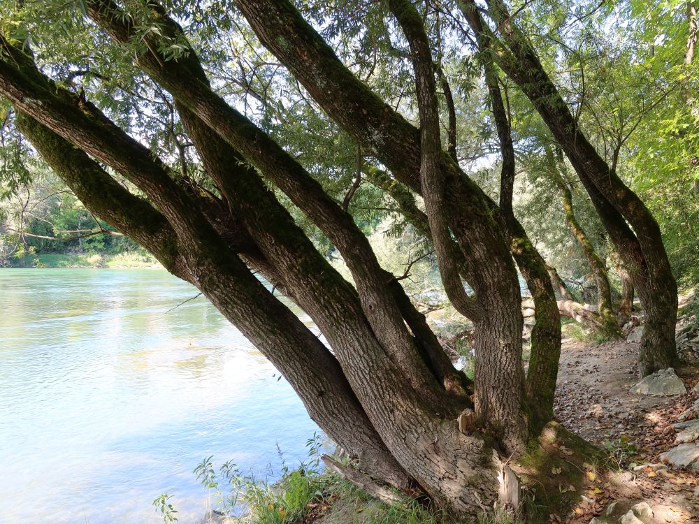 schräge Bäume am Aareufer