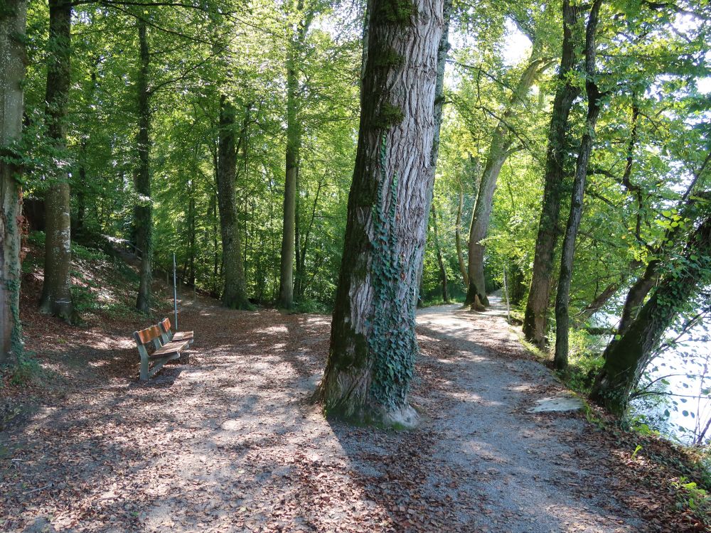 Sitzbank am Aare-Uferweg