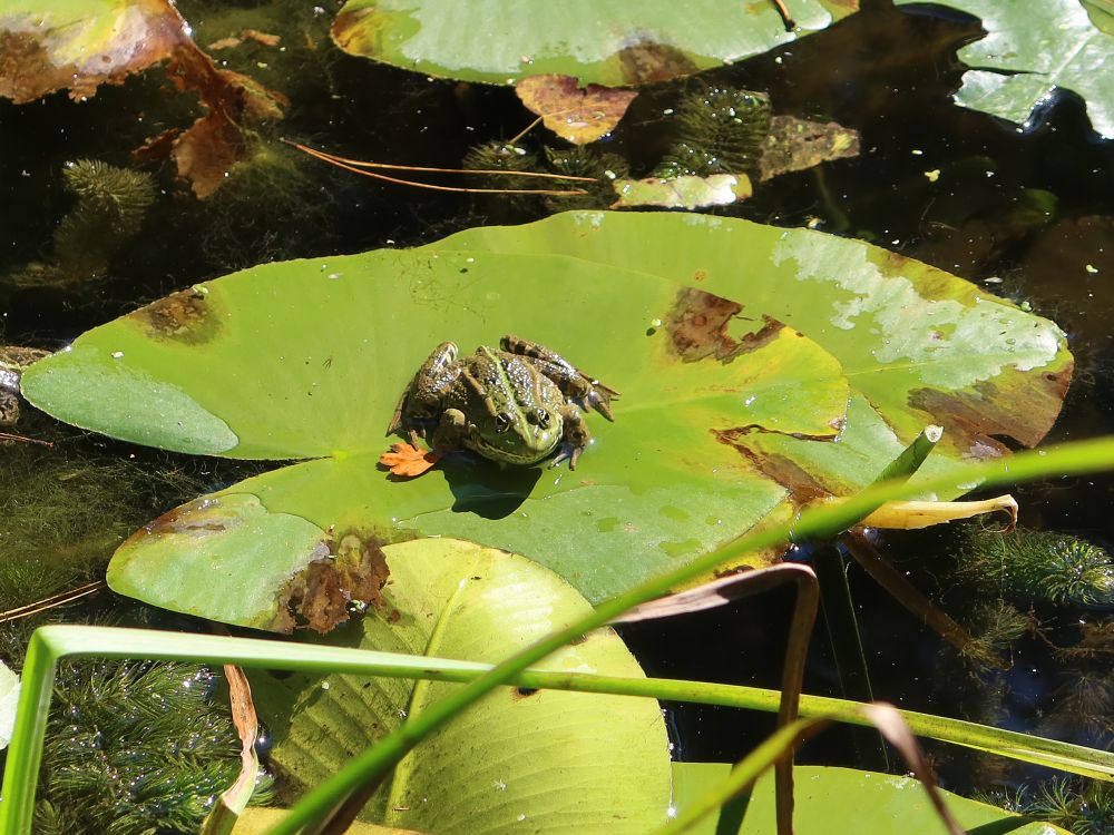 Frosch auf Seerosenblatt