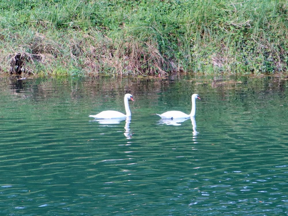 Schwäne auf der Aare