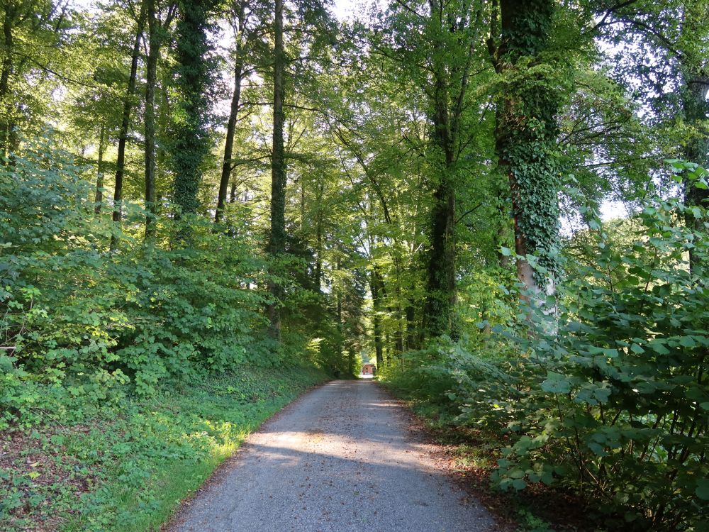 Waldweg