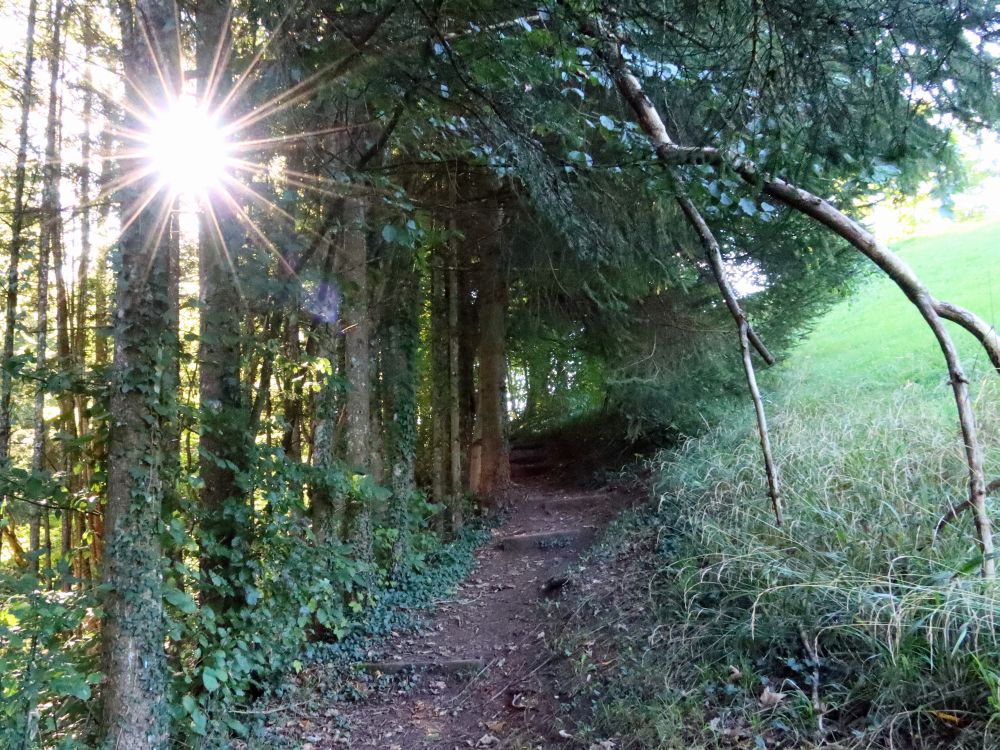 Waldpfad mit Gegenlicht