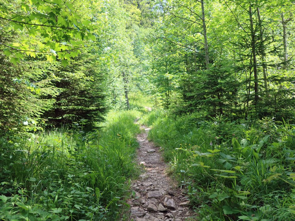 Waldpfad im Gwürzwald