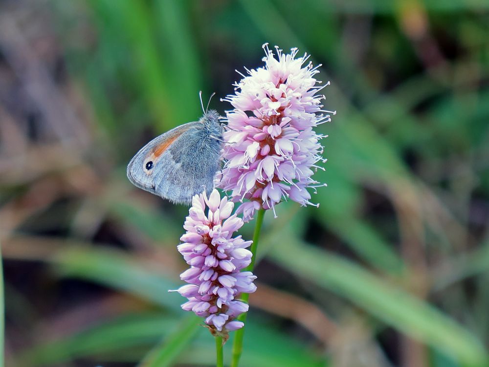 Schmetterling Kleiner Heufalter auf Schlangen-Knöterich