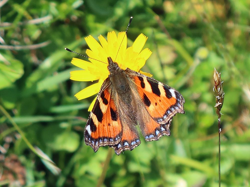 Schmetterling Kleiner Fuchs