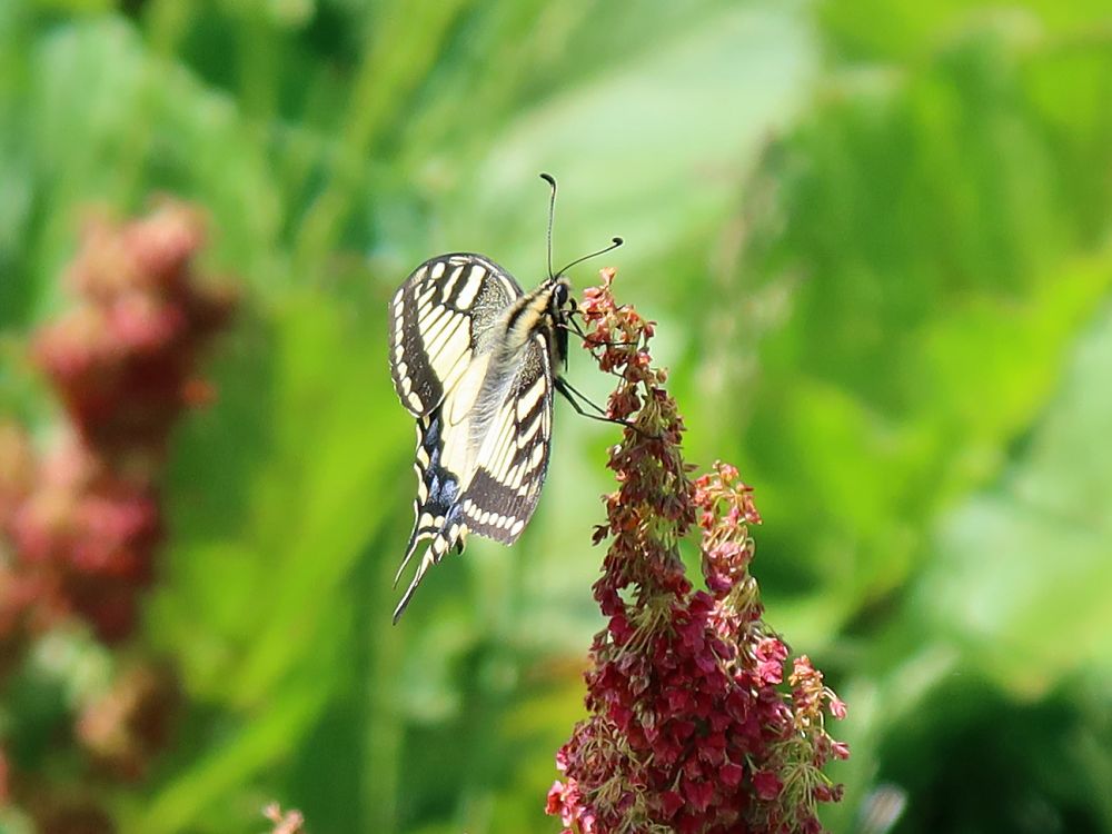 Schmetterling Schwalbenschwanz