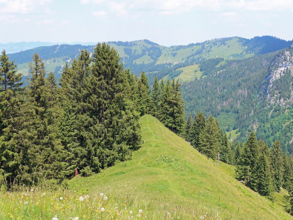 Nordhang vom Brüschstockbügel