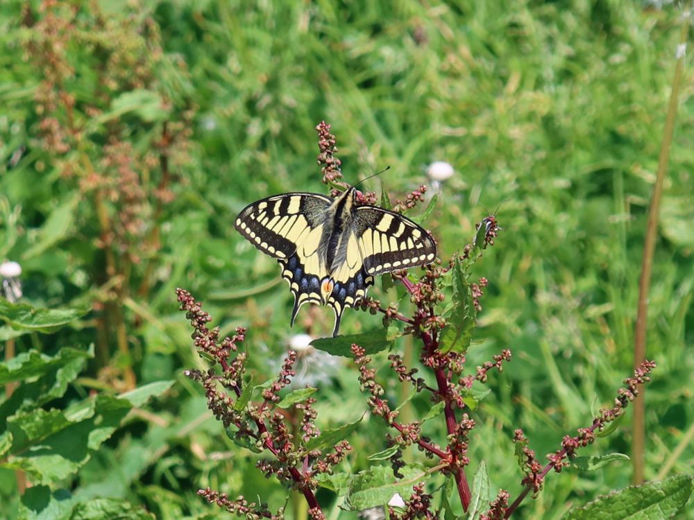 Schmetterling Schwalbenschwanz