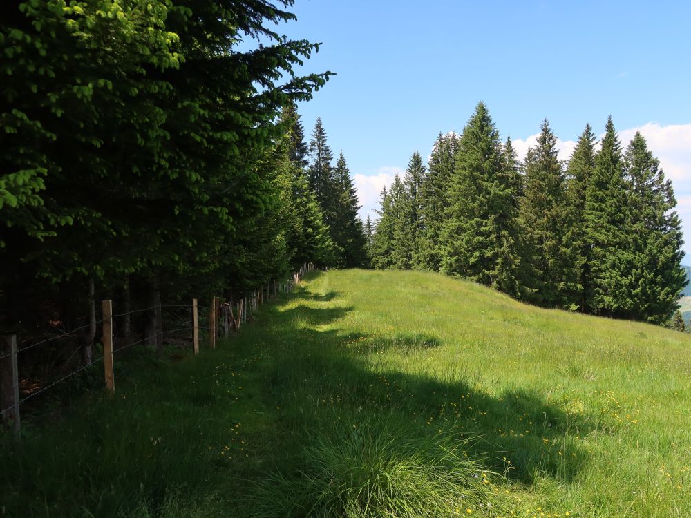 Pfad am Waldrand