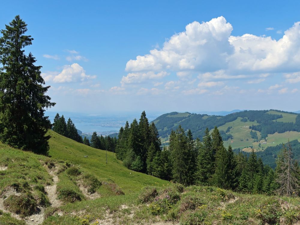 Blick Richtung Zürichsee