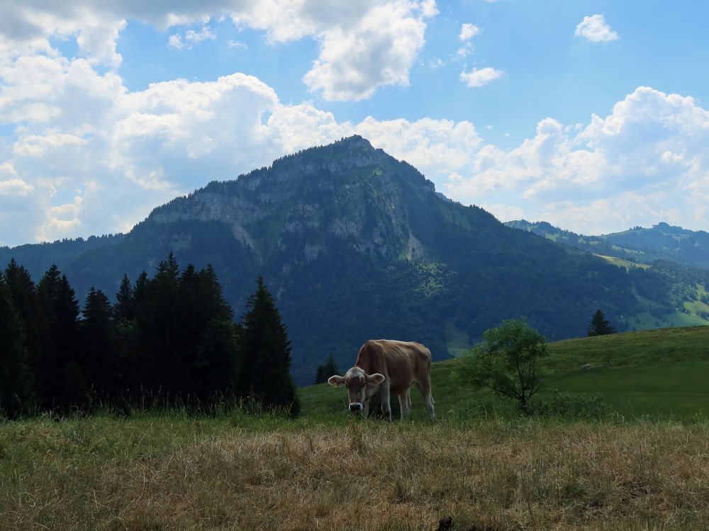 Kuh vor Gross Aubrig