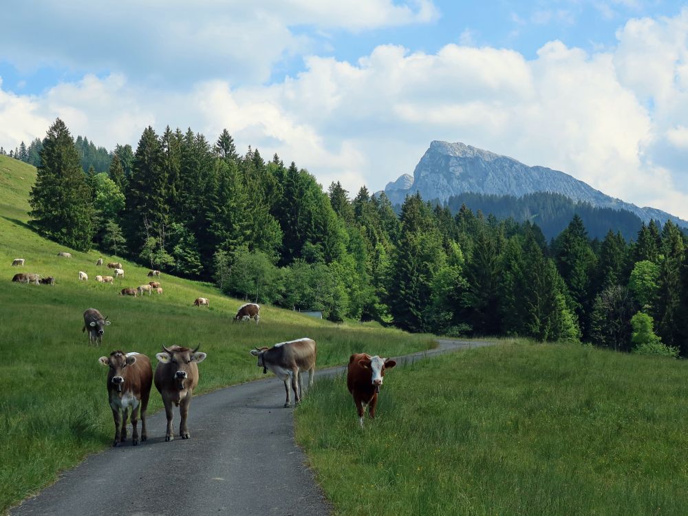 Kühe und Schiberg