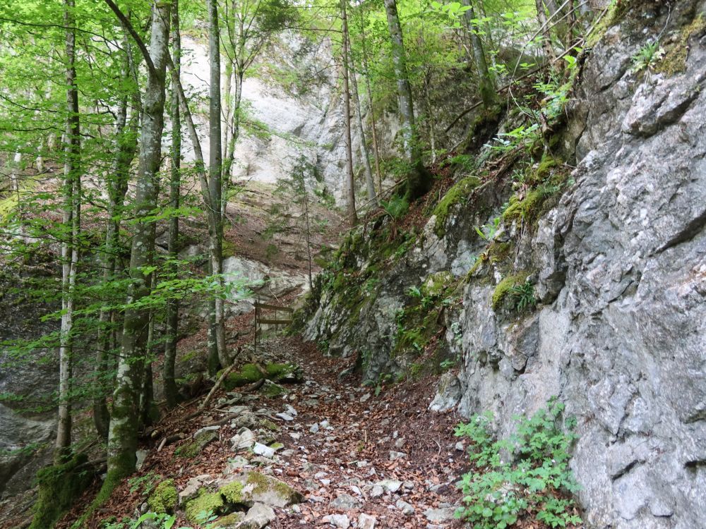 felsiger Pfad am Tanneggli