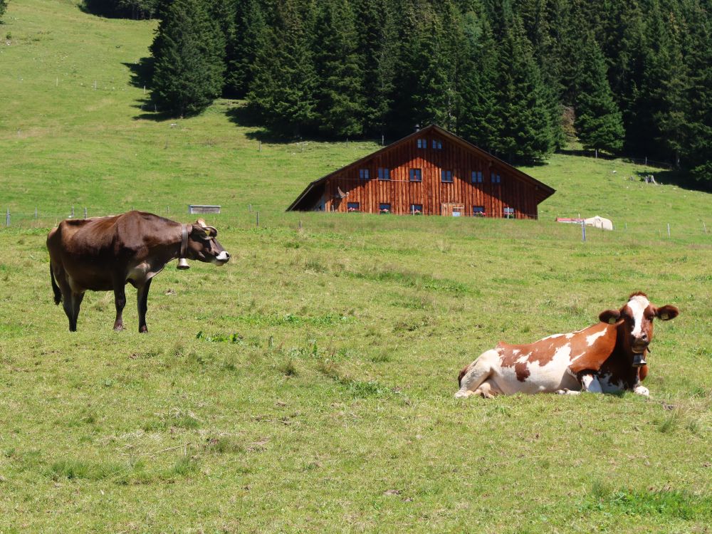 Kühe bei Ober Ristis