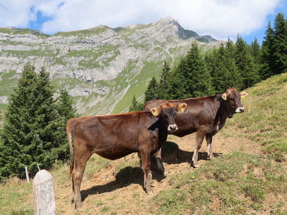 Kühe unterm Rigidalstock