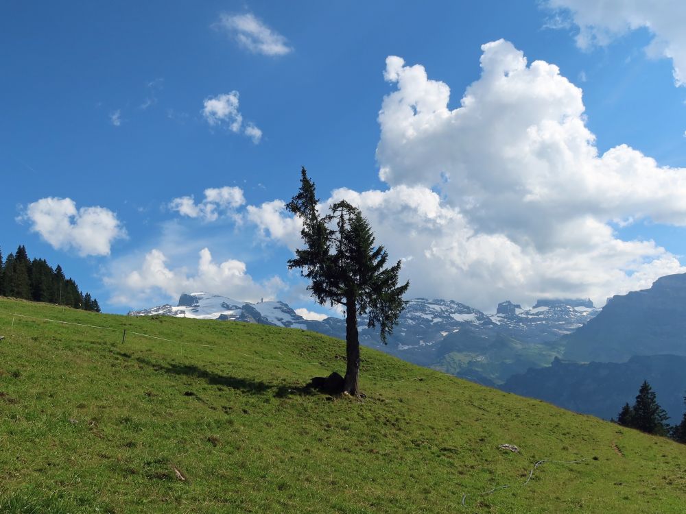 einzelner Baum und Wolken über Titlis und Wendenstöcke