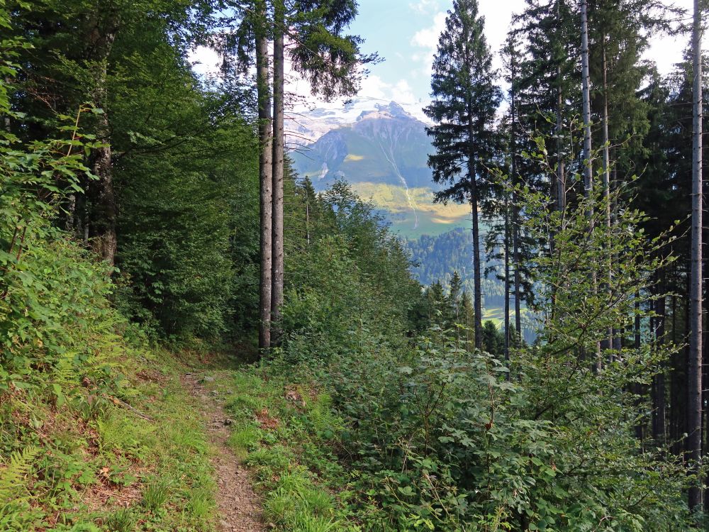 Waldweg und Blick Richtung Titlis
