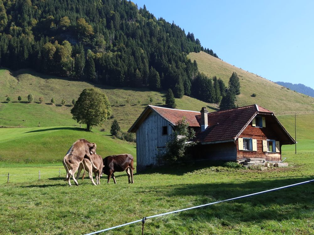 lüsterne Kuh