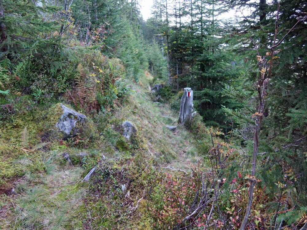 Pfad im steilen Waldhang