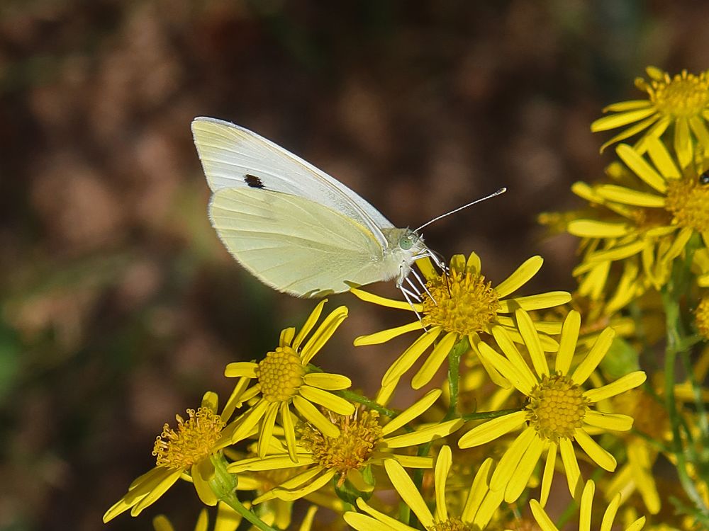 Schmetterling Kohlweissling mit Kreuzkraut