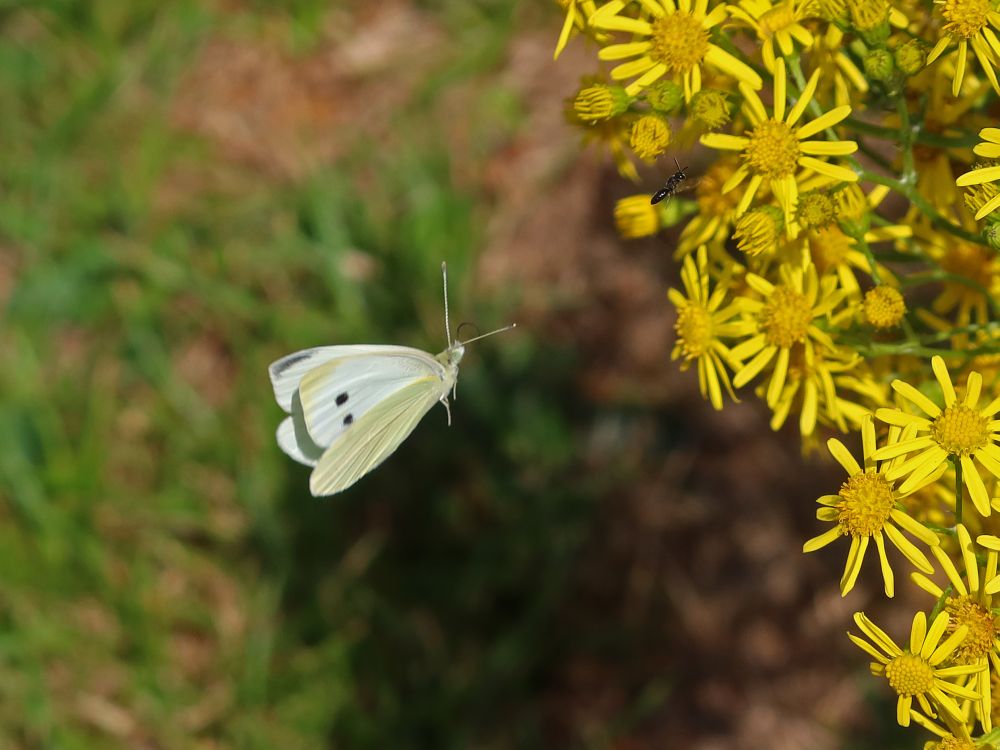 Schmetterling Kohlweissling im Flug