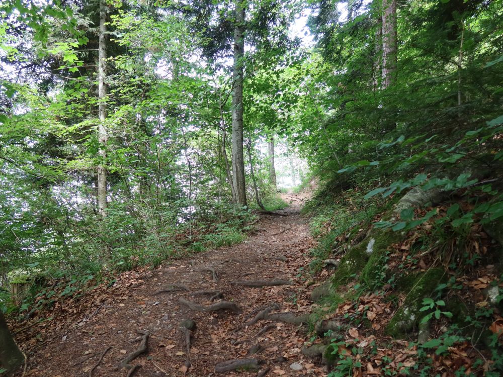 Waldpfad