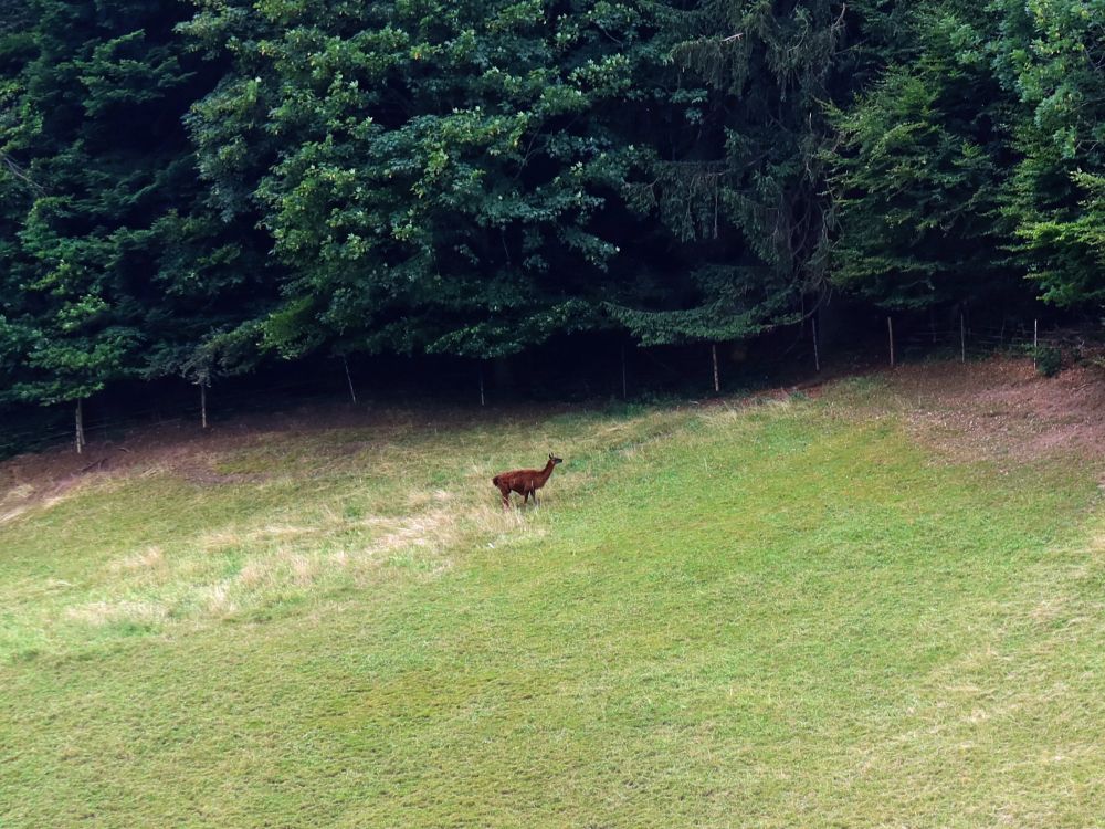 Lama am Waldrand