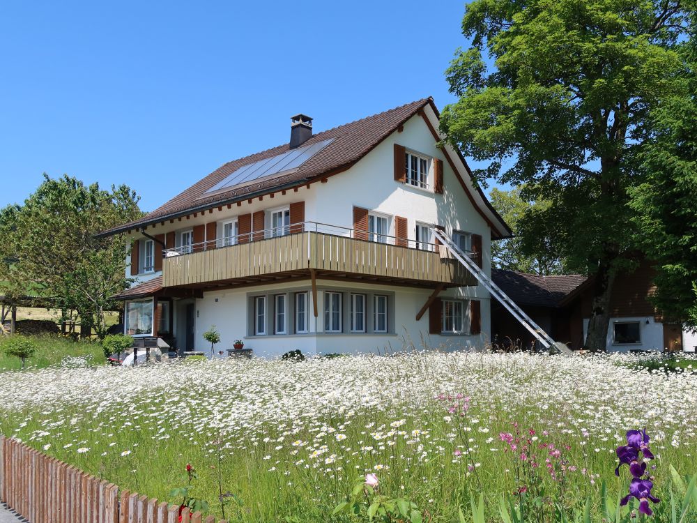 blühende Wiese bei Haushalden