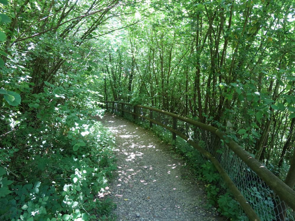 Waldweg