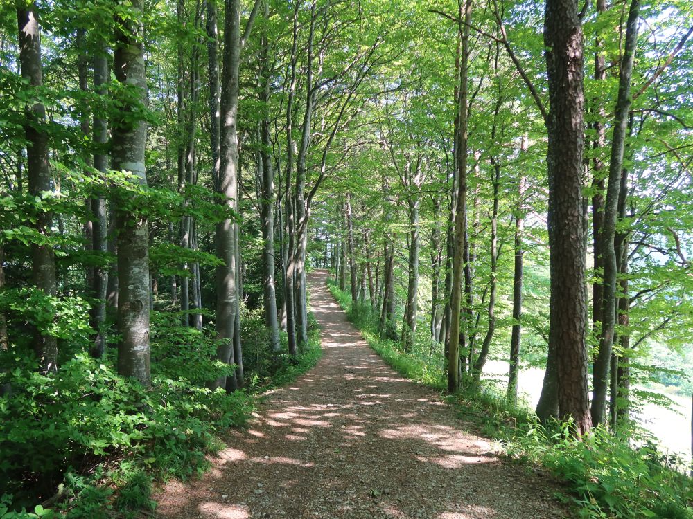 Waldweg