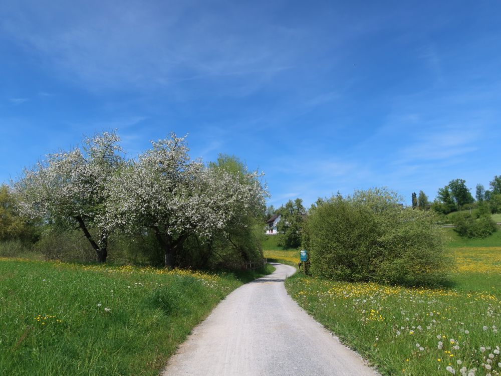 Weg durch ein Blütenmeer