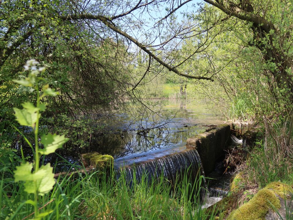 kleiner Wasserfall am Giessenbach