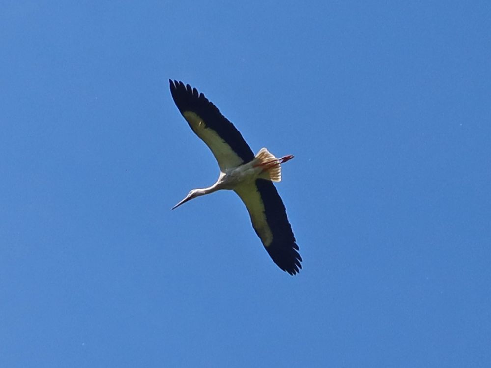 Storch im Überflug