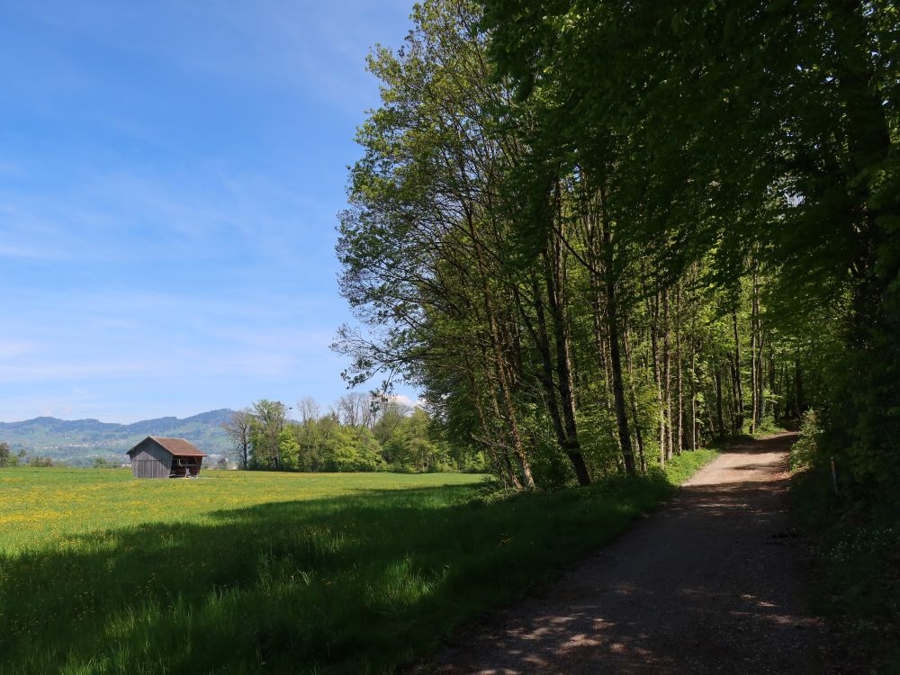 Weg in den Wald