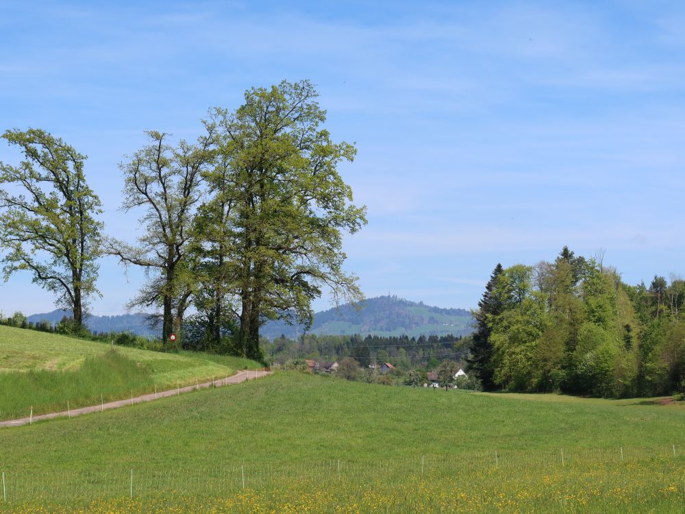 Blick Richtung Bachtel