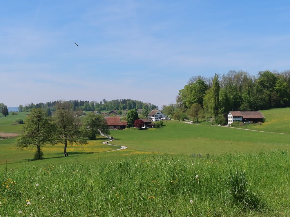 Hasel am Lützelsee