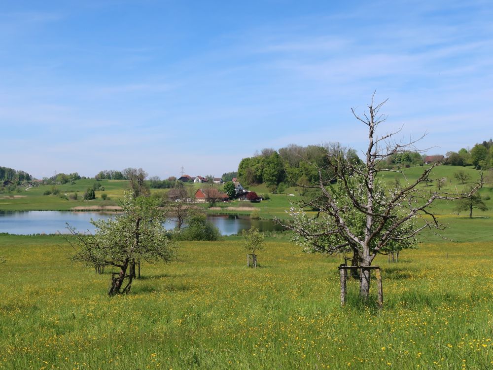 Hasel am Lützelsee