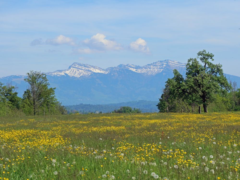 Speer und Federispitz